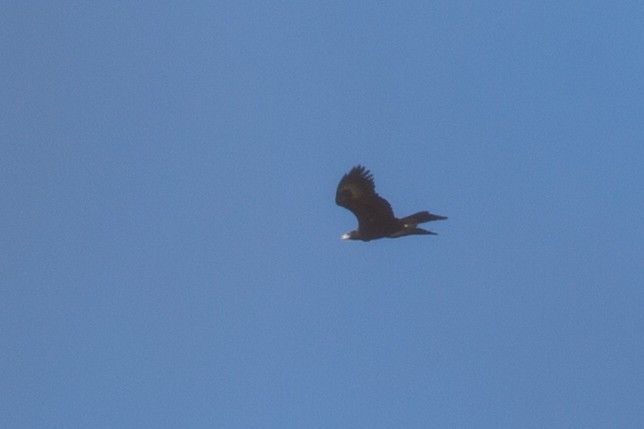 Wedge-tailed Eagle - ML336828481