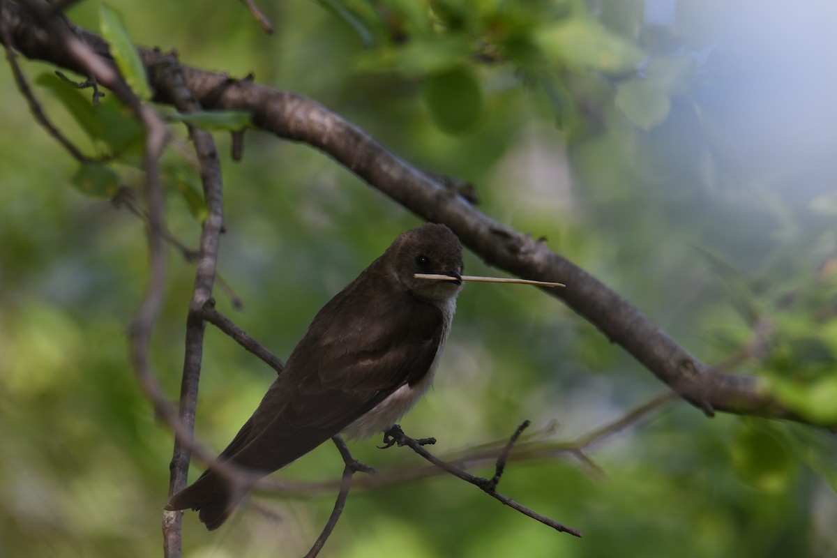 Northern Rough-winged Swallow - ML336829301