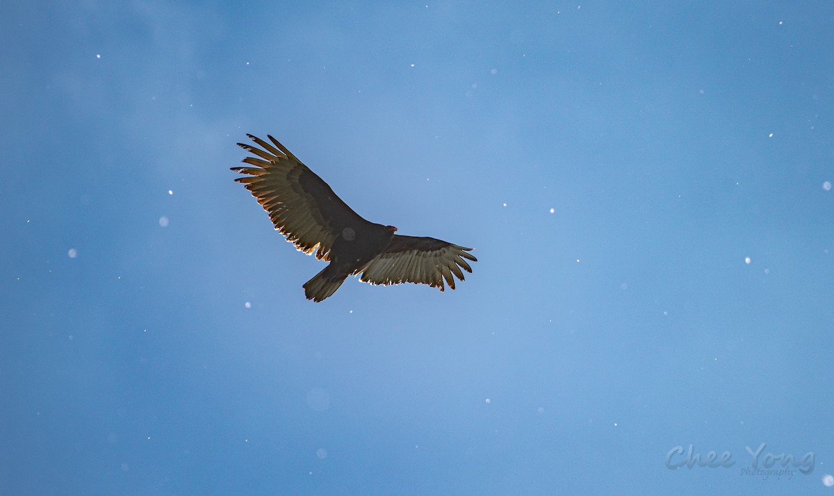 Turkey Vulture - ML336829571