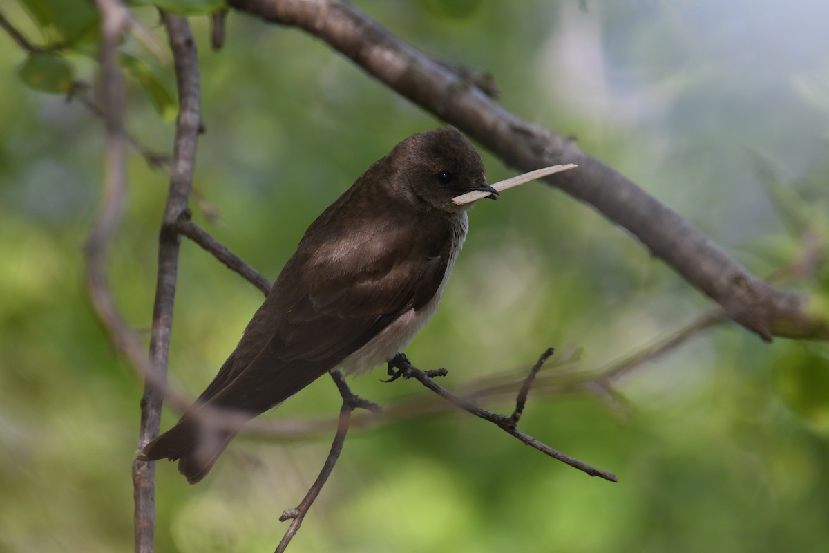 Northern Rough-winged Swallow - ML336829691