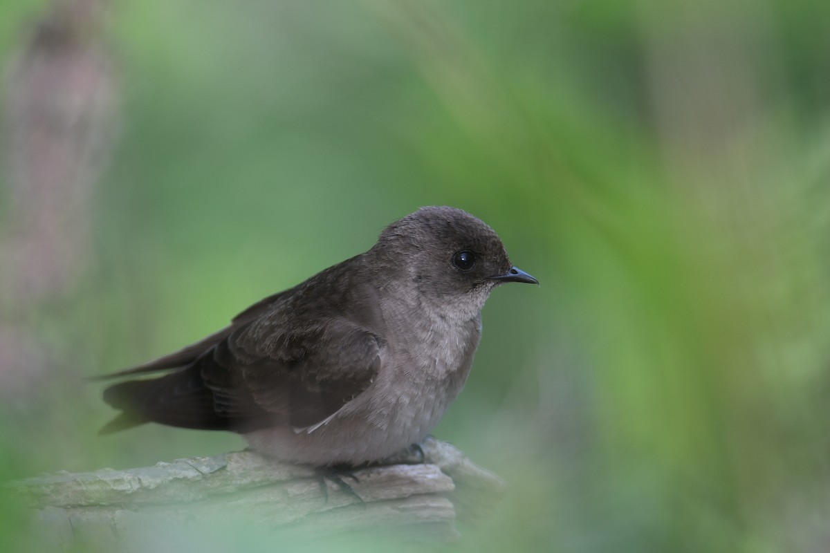 Northern Rough-winged Swallow - ML336830021
