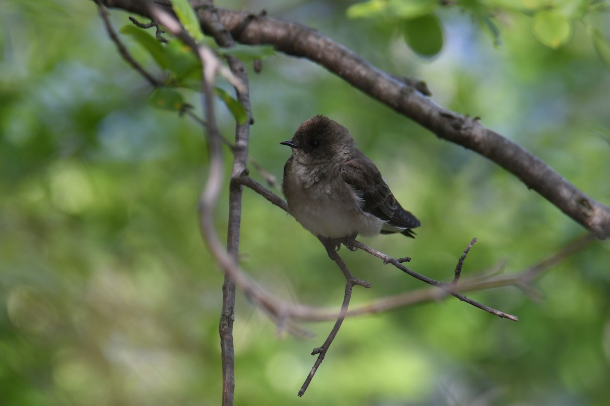 Northern Rough-winged Swallow - ML336830221