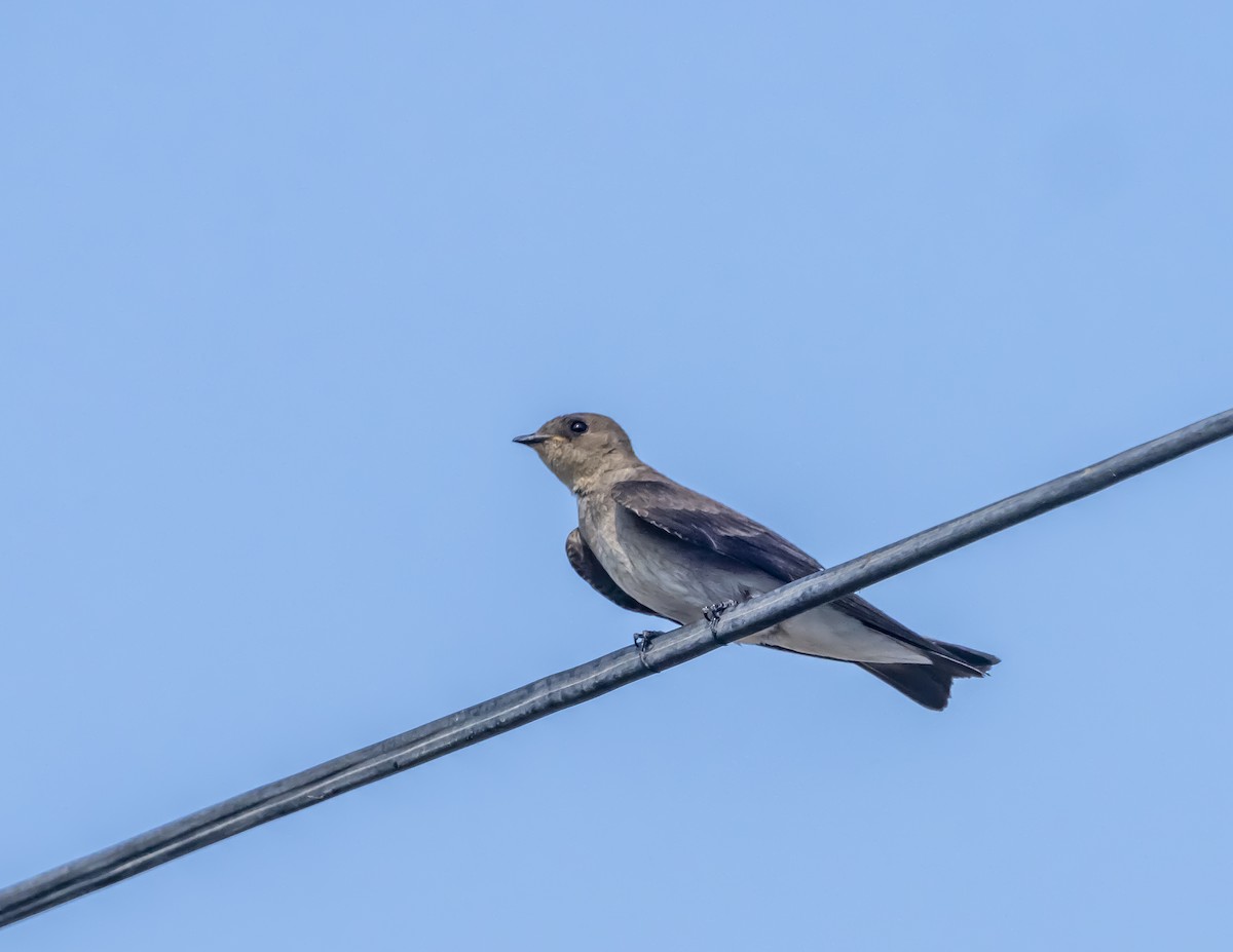 Northern Rough-winged Swallow - Daniel  Garza Tobón