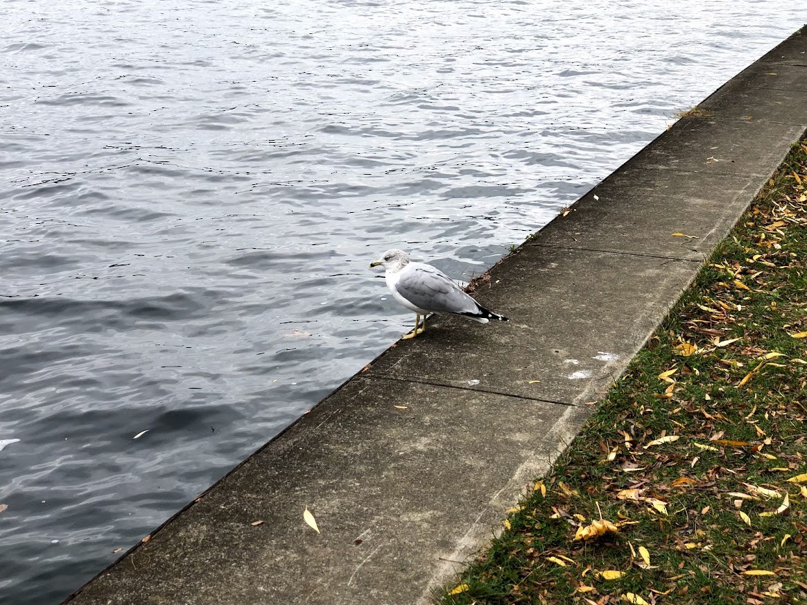 Ring-billed Gull - ML336830961