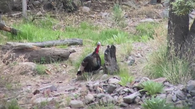 Wild Turkey - ML336834231