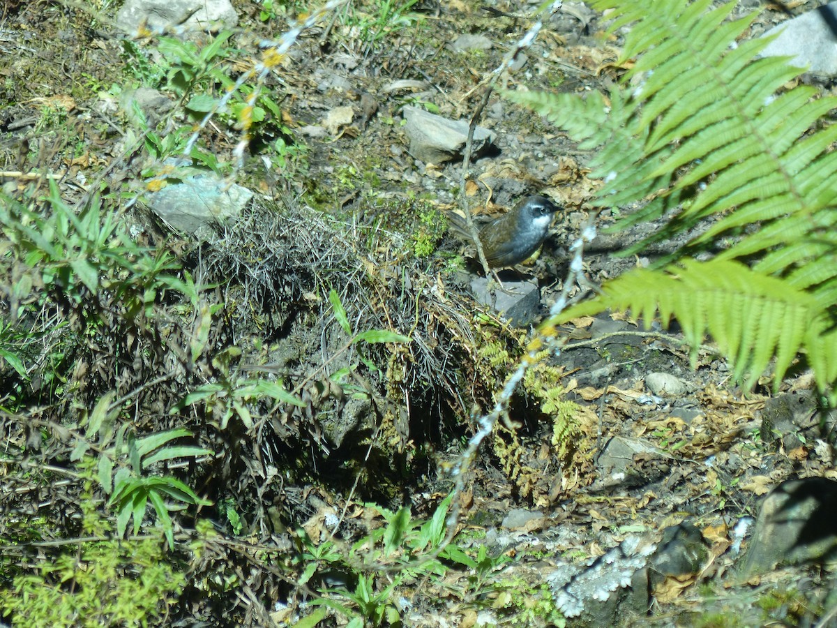 Zimmer's Tapaculo - ML336834731