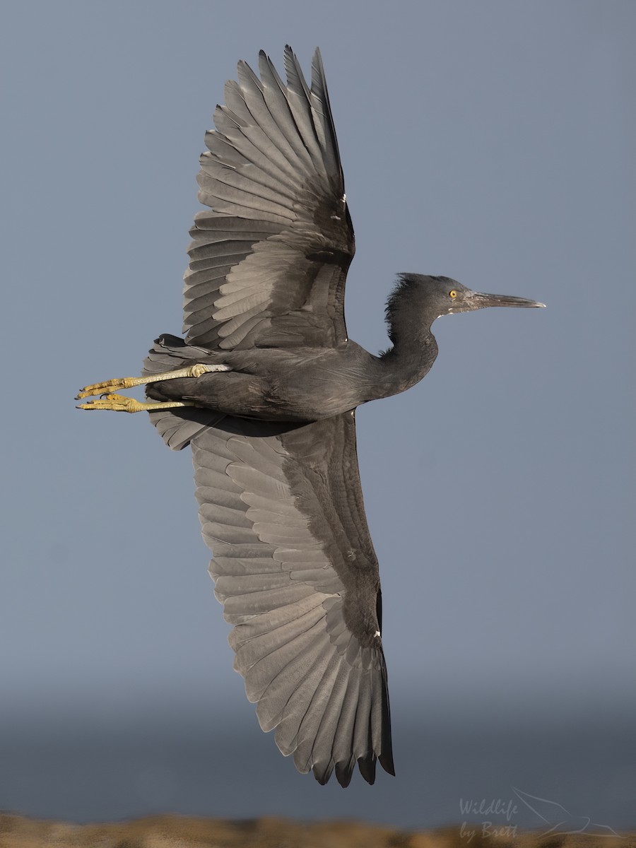 Pacific Reef-Heron - ML336835531