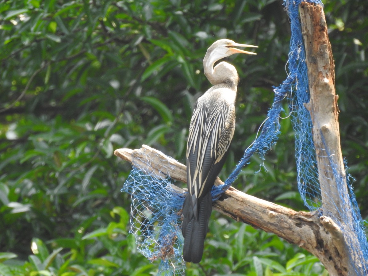 Orient-Schlangenhalsvogel - ML336836701