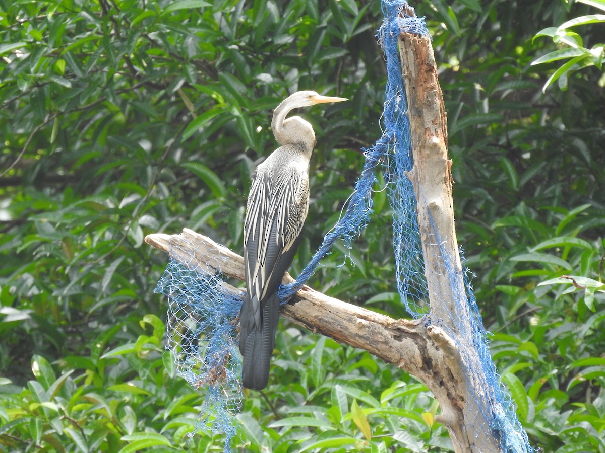 Orient-Schlangenhalsvogel - ML336836891