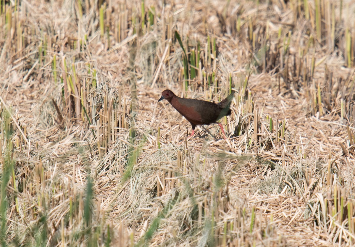 Ruddy-breasted Crake - Liu JYUN-FU