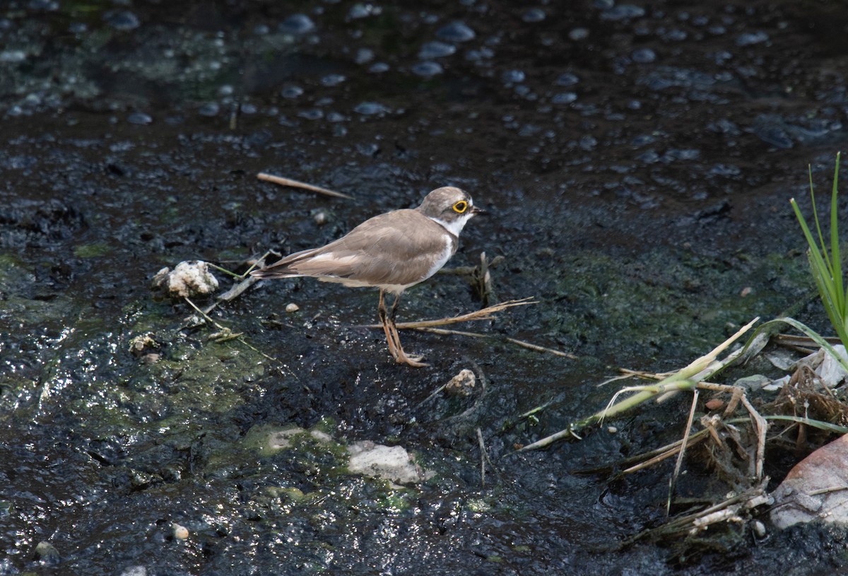 Little Ringed Plover - ML336839471