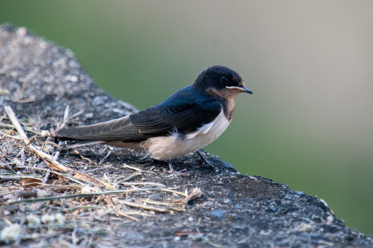 Barn Swallow - Liu JYUN-FU