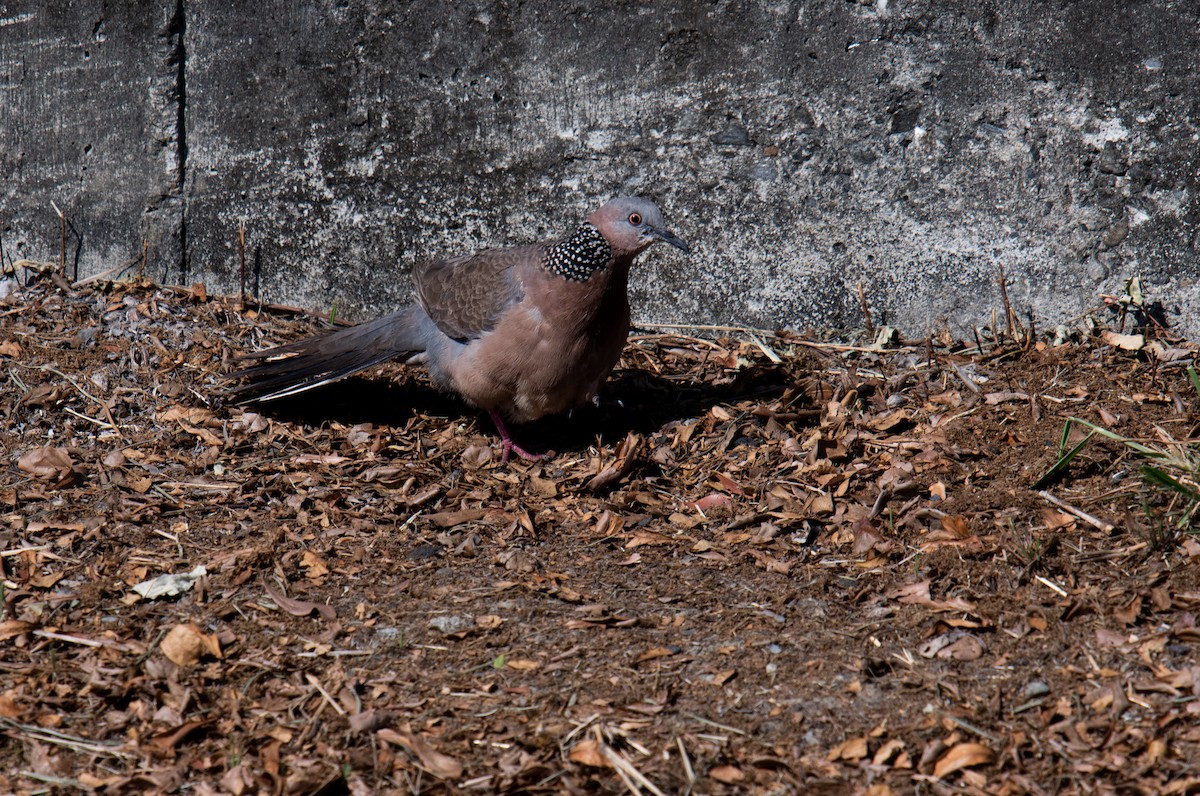 珠頸斑鳩 - ML336839691