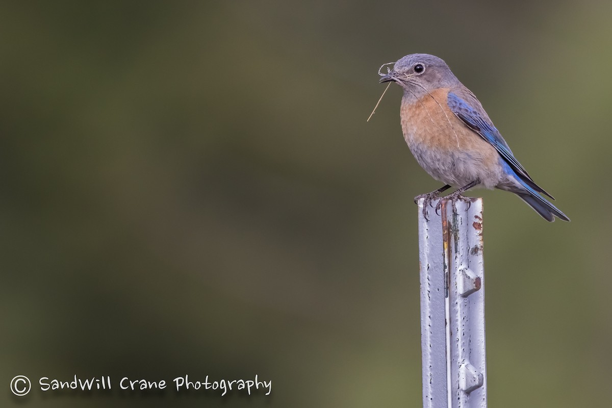 Western Bluebird - ML336840471