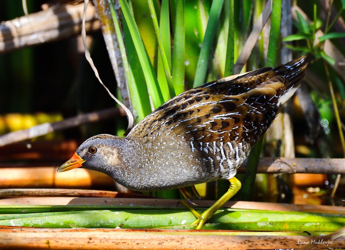 Spotted Crake - ML336840501
