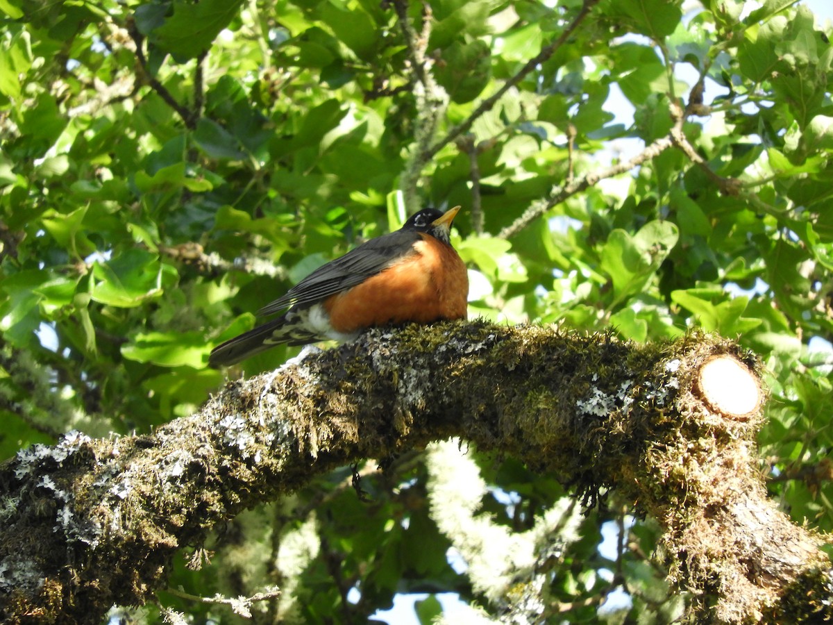 American Robin - ML336841311