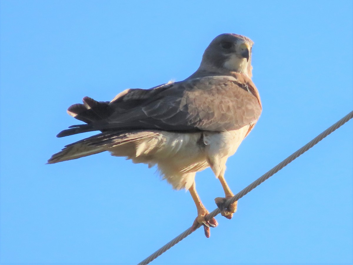 Swainson's Hawk - ML336843071