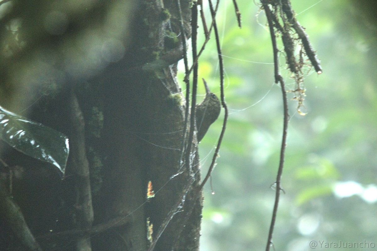 Olive-backed Woodcreeper - ML336844921