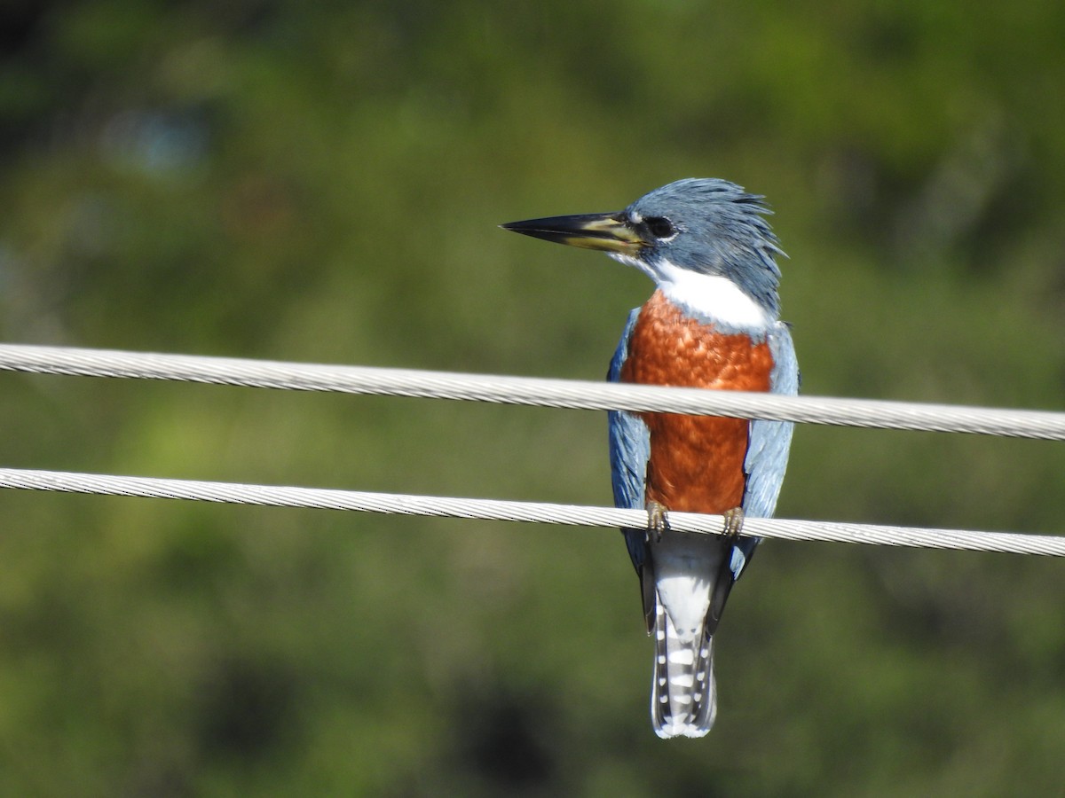 Ringed Kingfisher - ML336845491