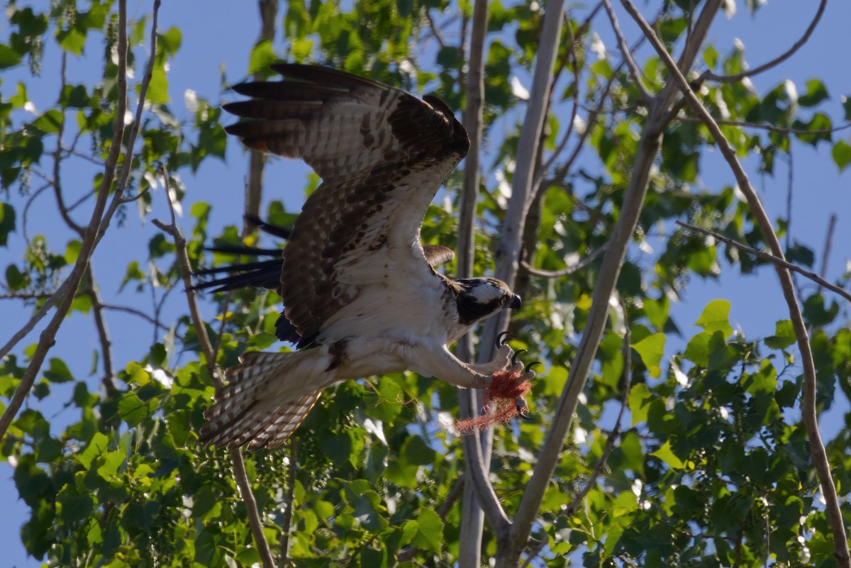 Águila Pescadora - ML336845541