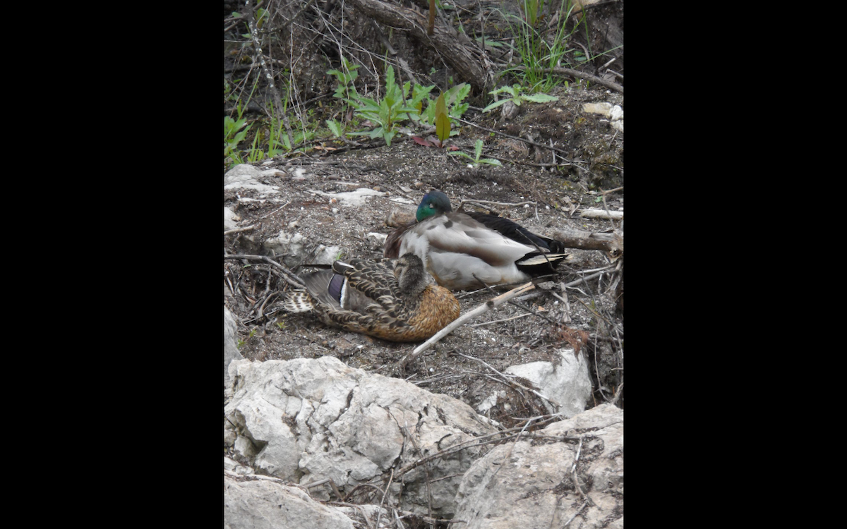 Canard colvert - ML336846061