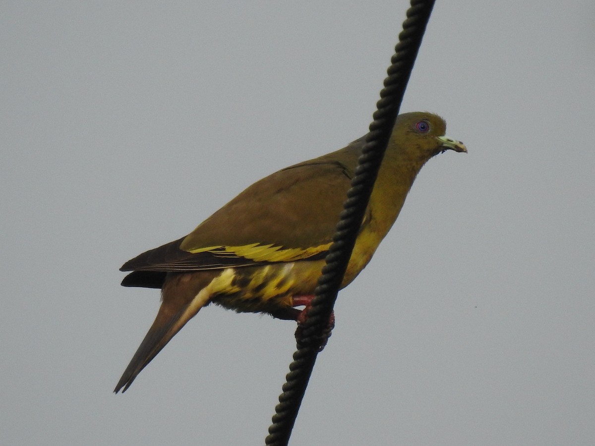 Orange-breasted Green-Pigeon - ML336846491