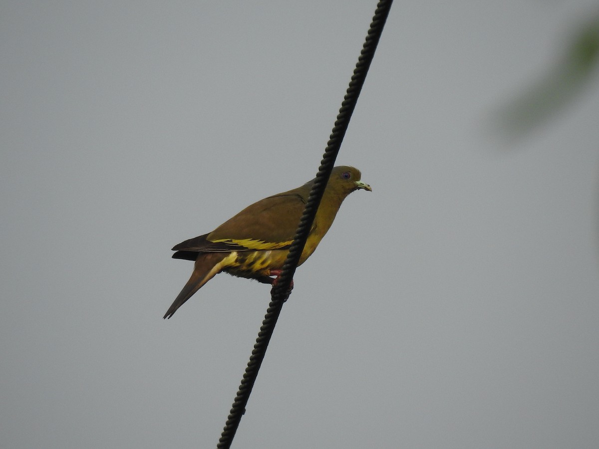 Orange-breasted Green-Pigeon - ML336846541