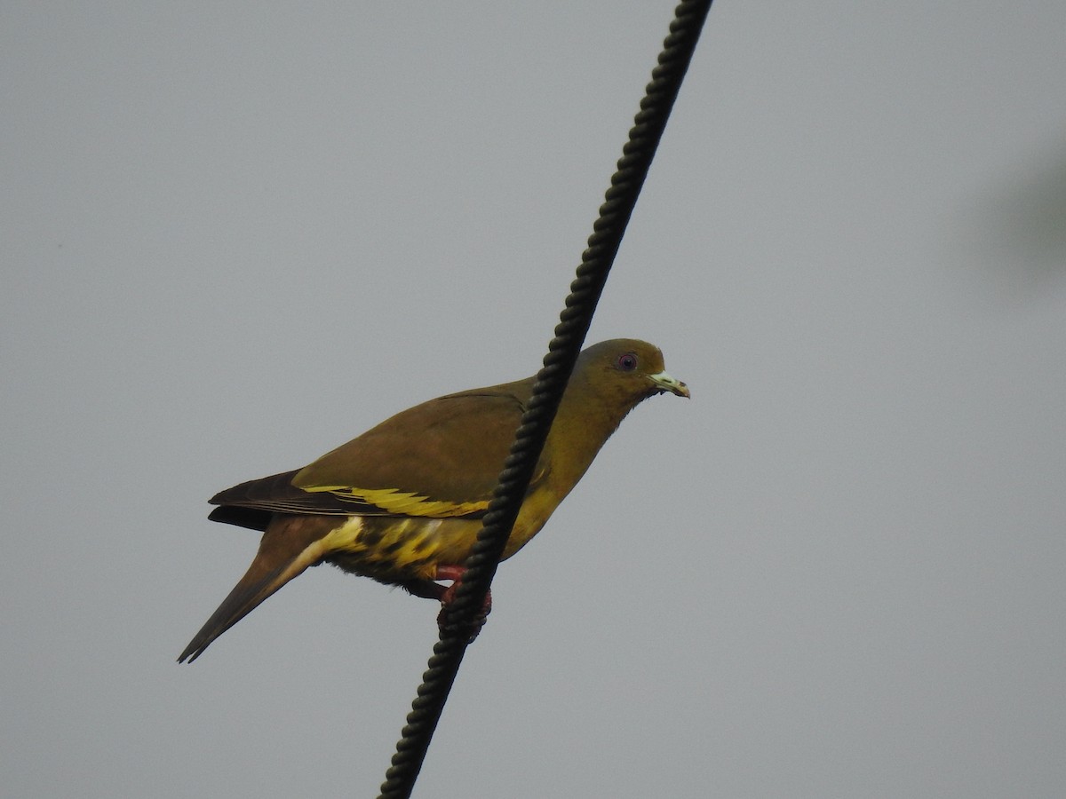 Orange-breasted Green-Pigeon - ML336846551