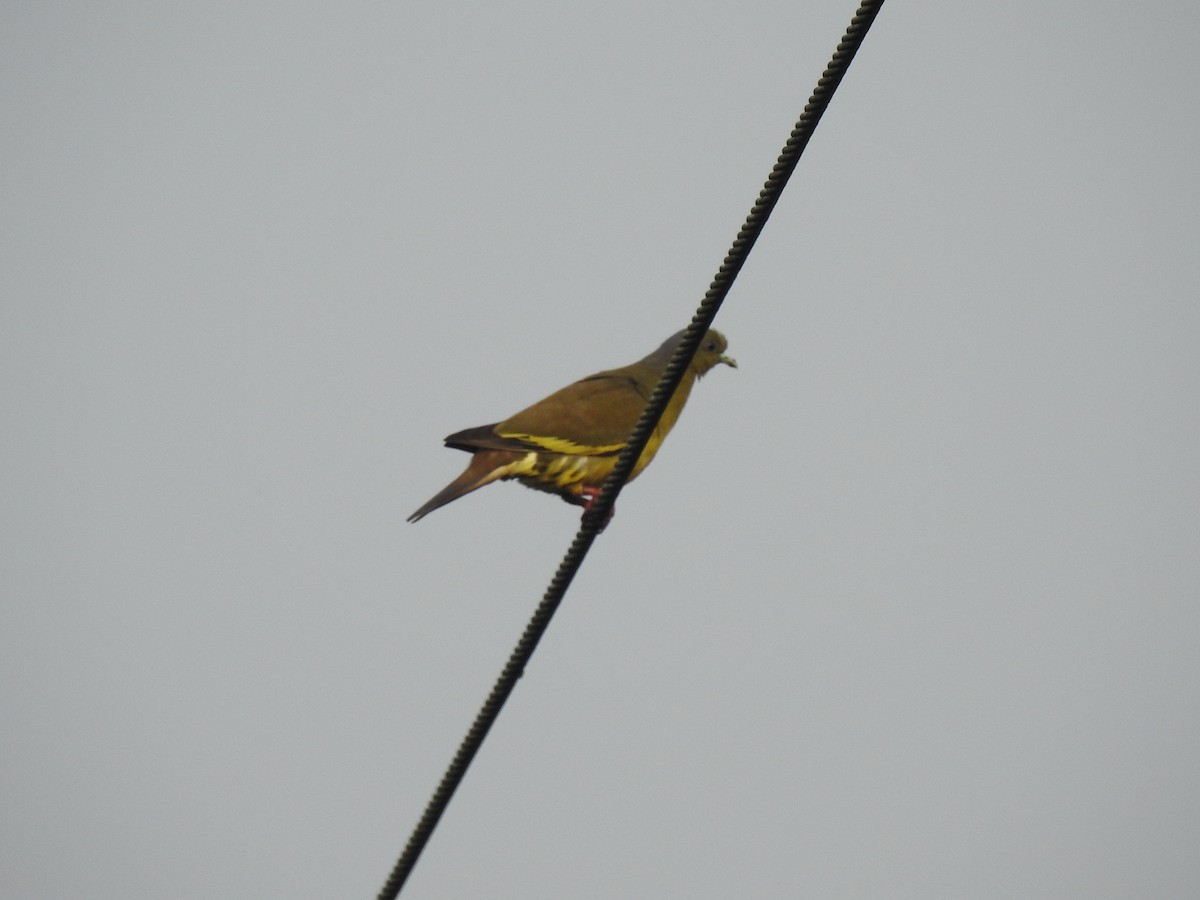 Orange-breasted Green-Pigeon - ML336846631