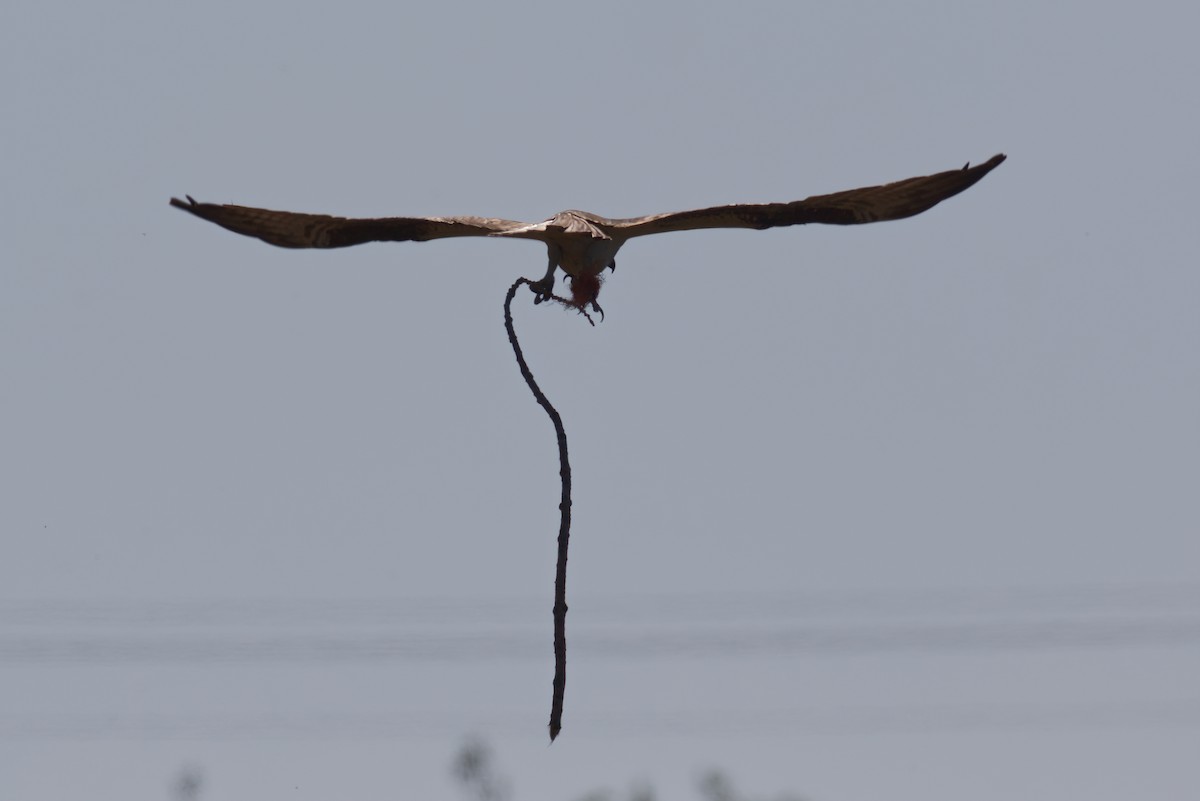 Águila Pescadora - ML336847371