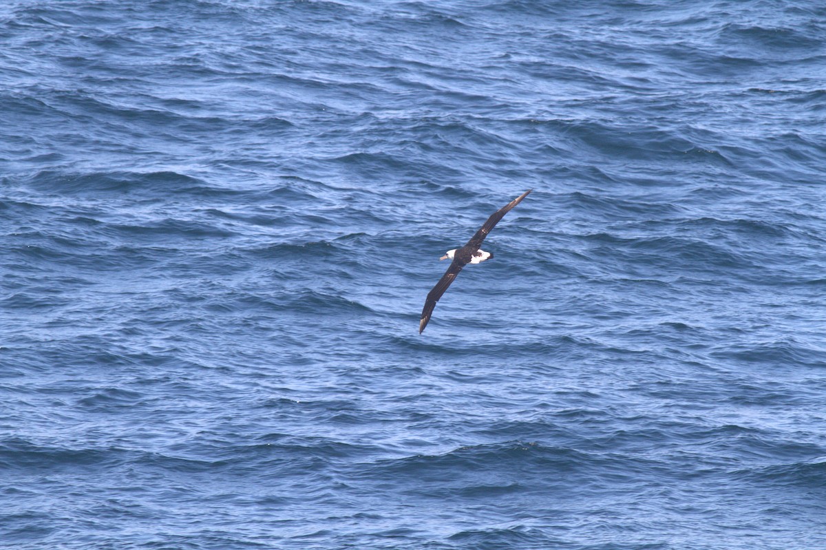 Laysan Albatross - ML336847611