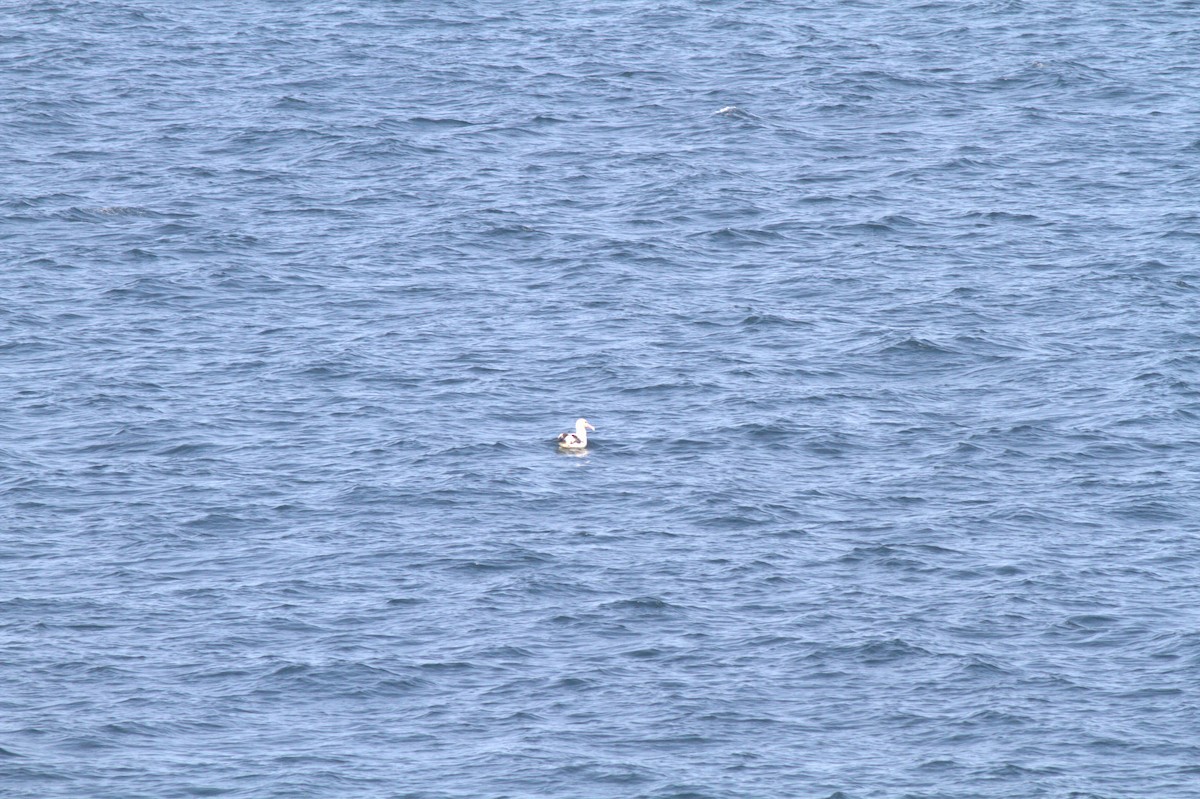 Albatros à queue courte - ML336847641