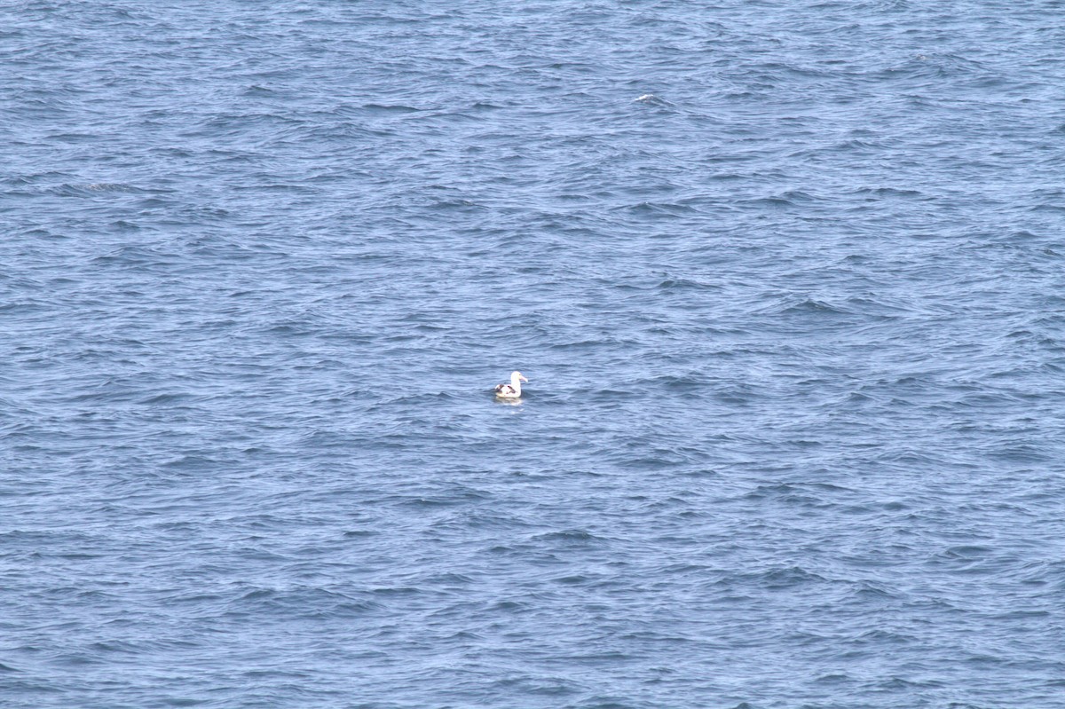 Short-tailed Albatross - ML336847641