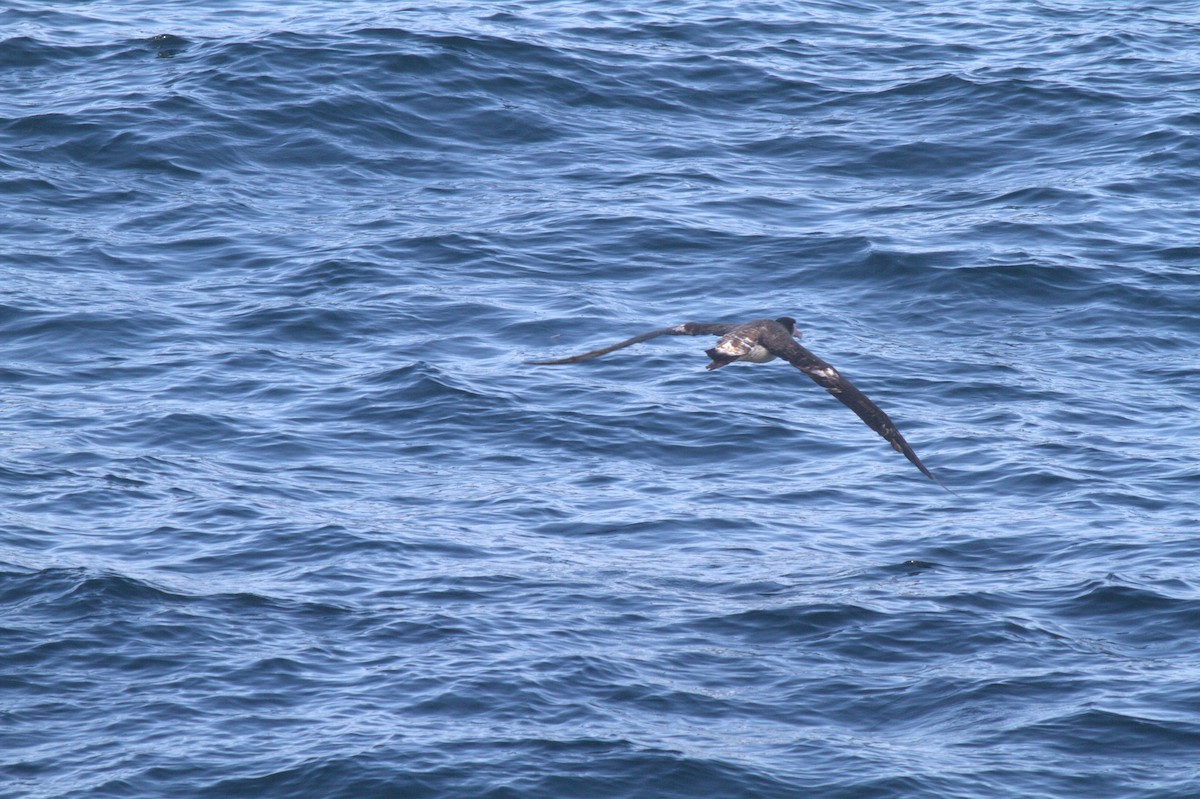 Albatros à queue courte - ML336847651