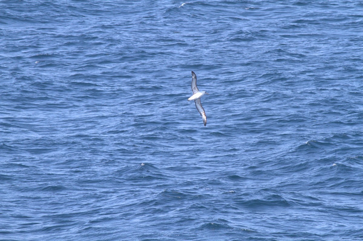 Laysan Albatrosu - ML336847691