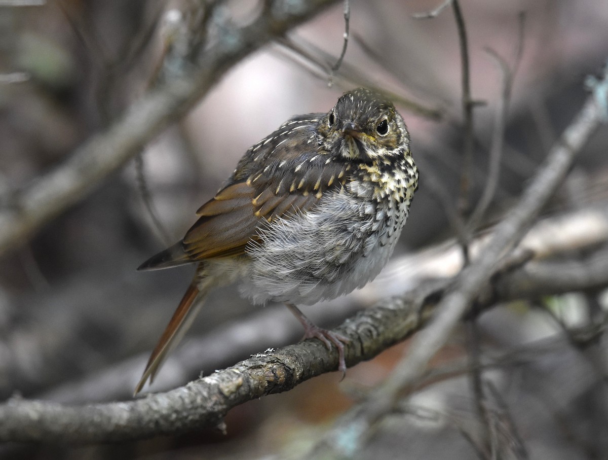 Hermit Thrush - ML33684841