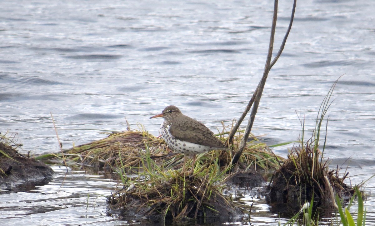 Drosseluferläufer - ML336849911