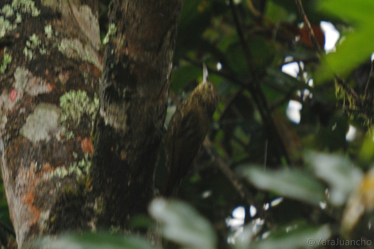 Olive-backed Woodcreeper - ML336851021