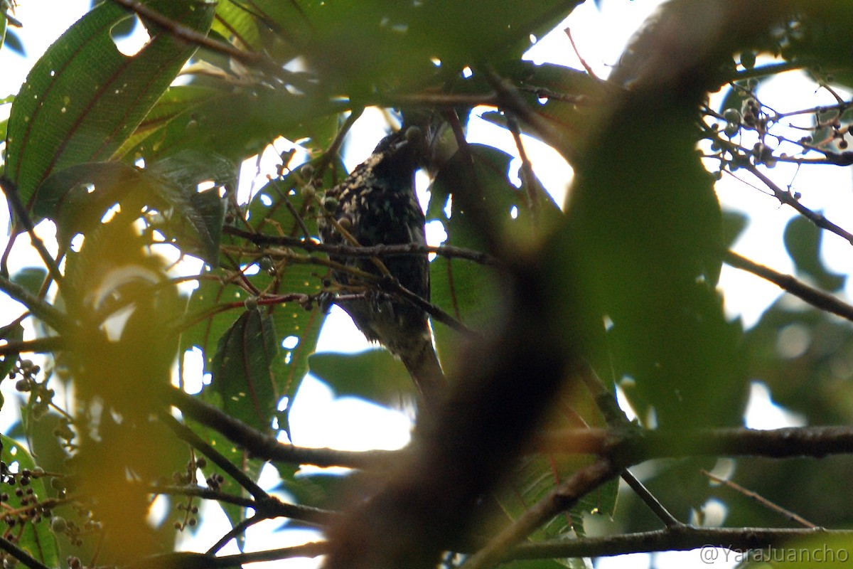 Beryl-spangled Tanager - ML336851061