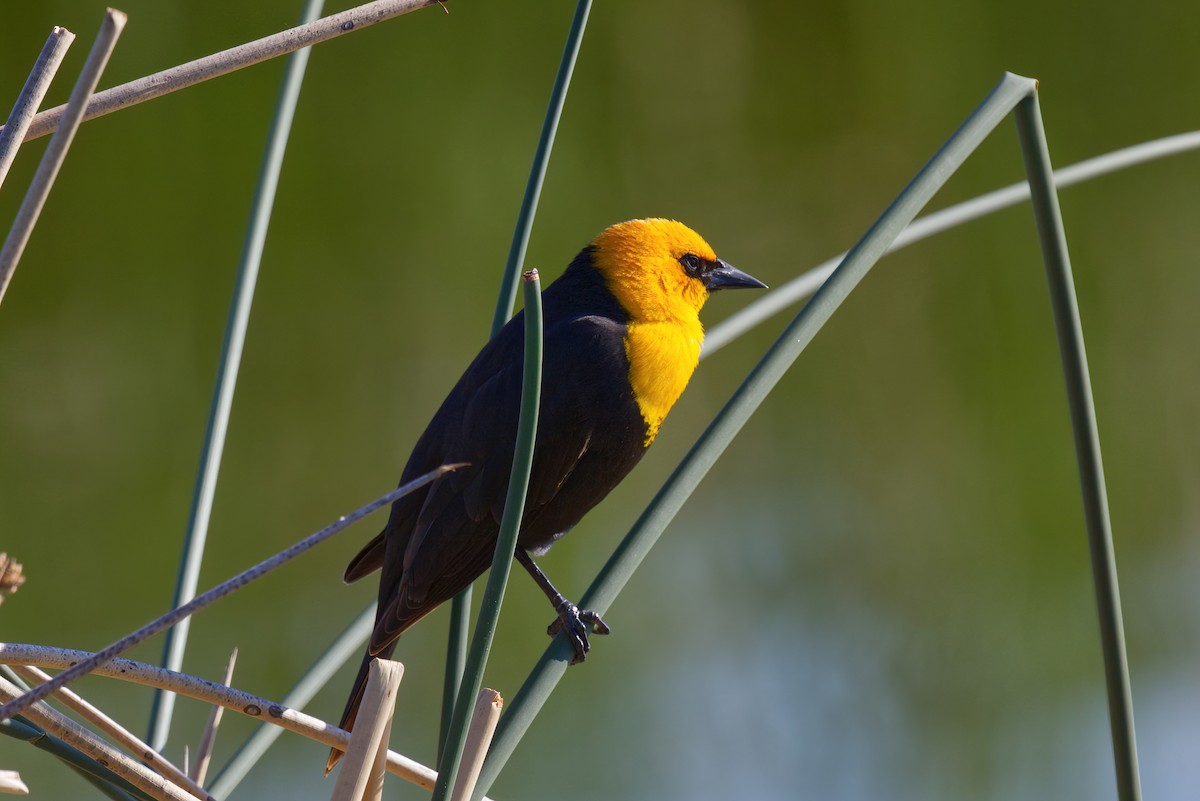 Yellow-headed Blackbird - Kyle Elfman