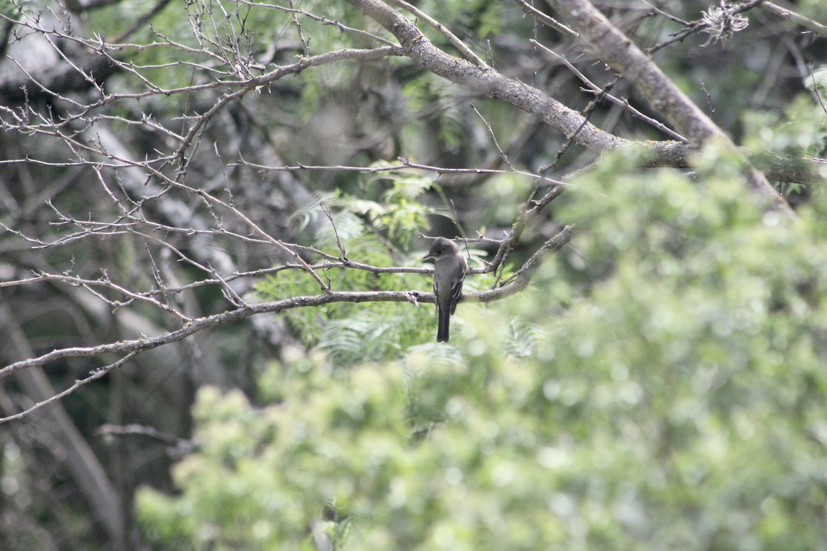 Eastern Wood-Pewee - ML336852091