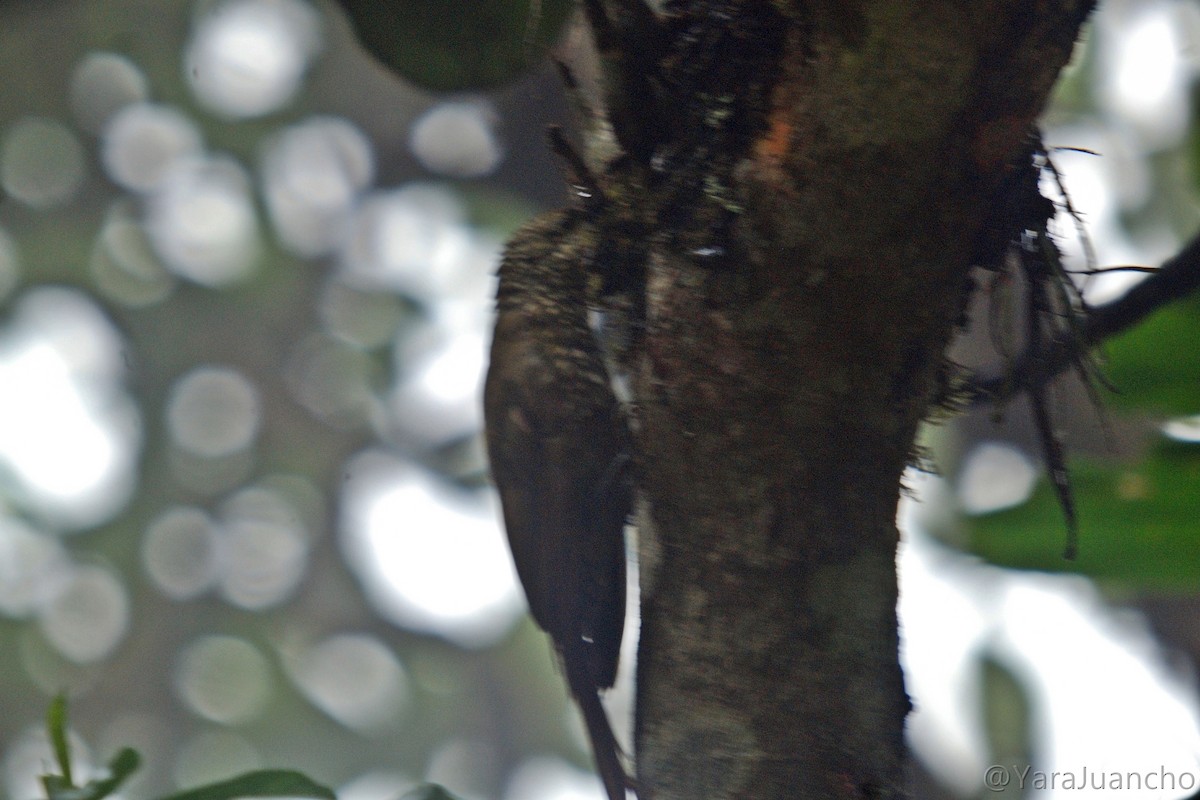 Olive-backed Woodcreeper - ML336853271