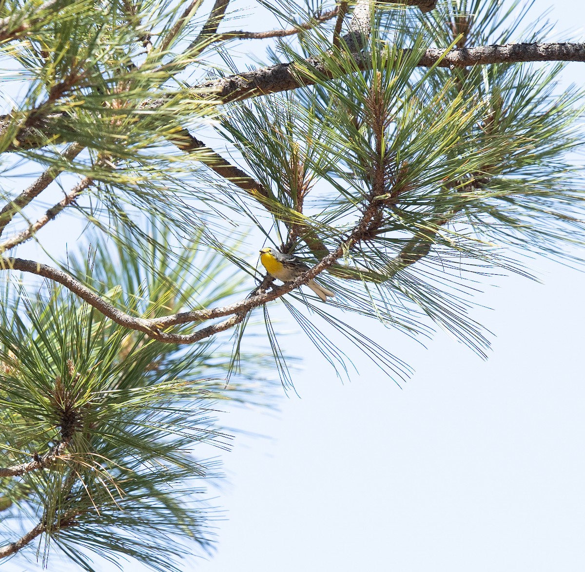 Grace's Warbler - ML336854311