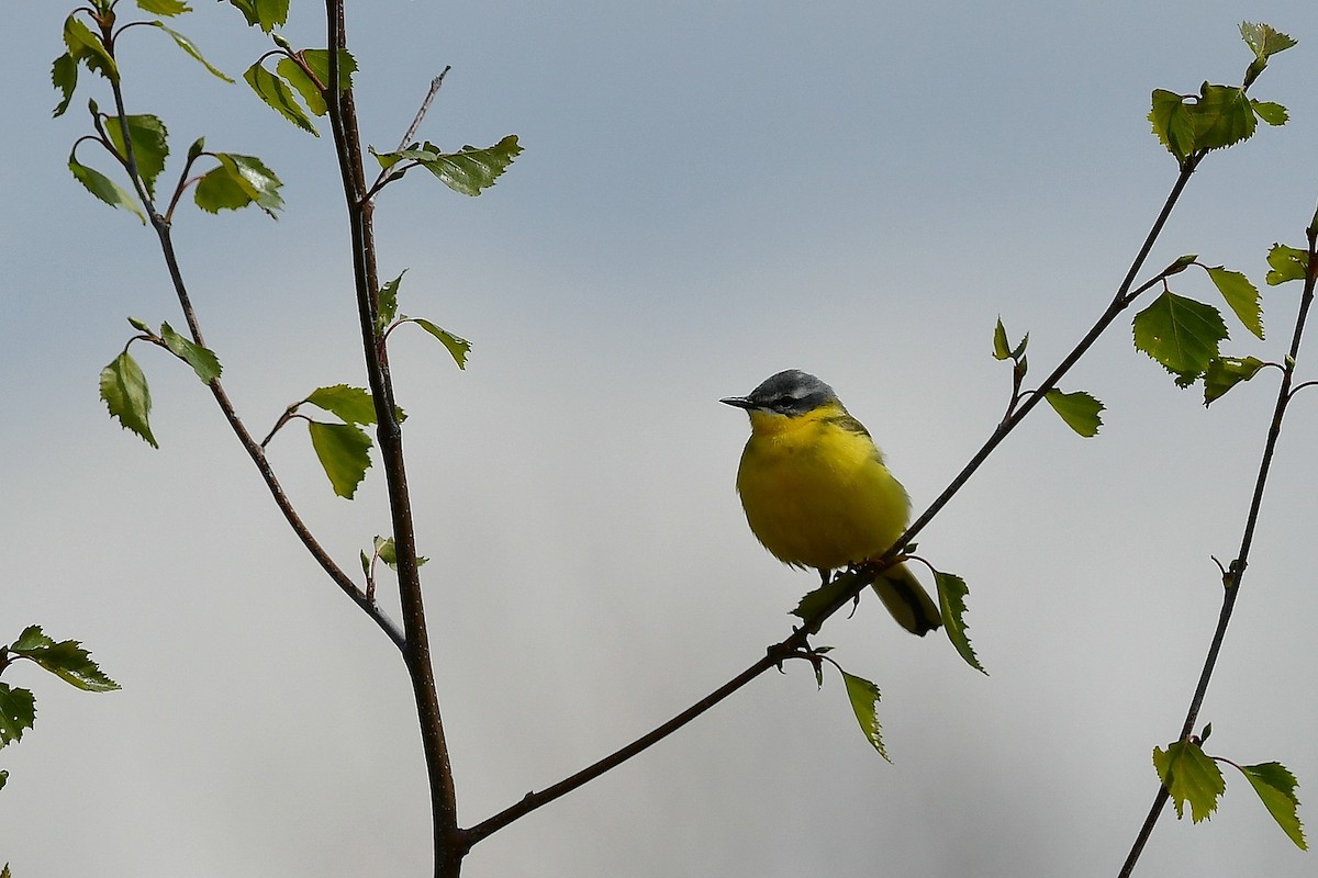 Western Yellow Wagtail (flava) - ML336855491