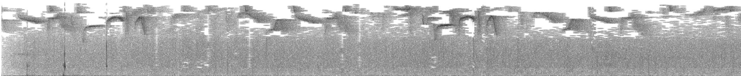 Пестрогорлый колибри-отшельник - ML336855831