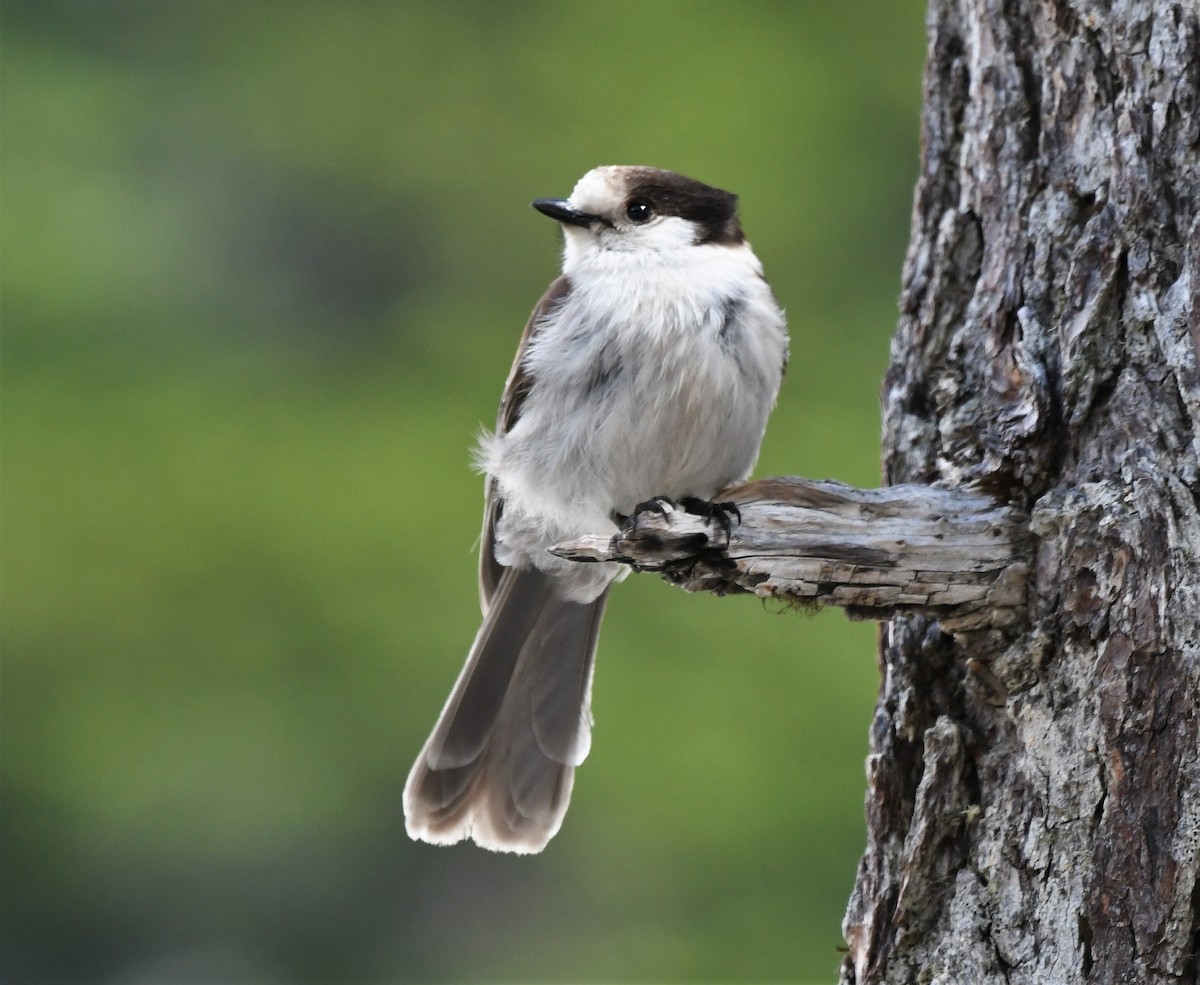 Canada Jay - David True