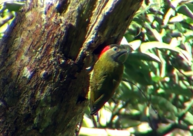 Golden-olive Woodpecker - Josep del Hoyo