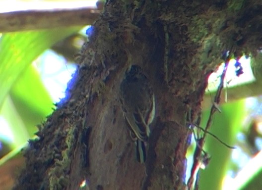 Ocellated Piculet - Josep del Hoyo