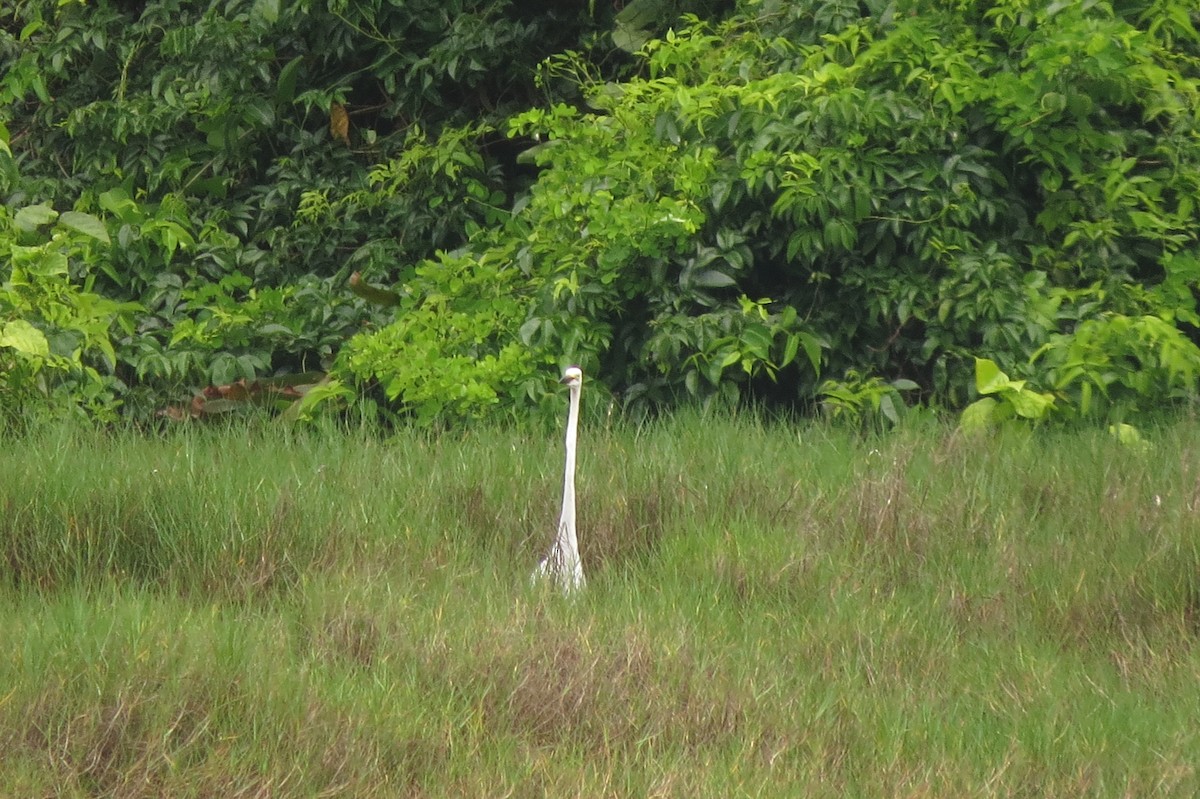 Great Egret - ML336861071