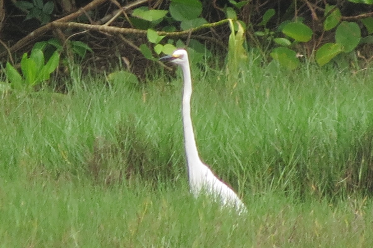 Great Egret - ML336861081